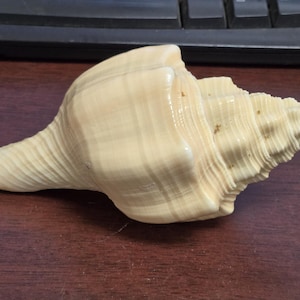 May include: A cream-colored seashell with a smooth, elongated body and a tapered, spiraled end. The shell features subtle, light brown horizontal banding and a textured, ridged surface along the spire, showcasing natural variations in its form.