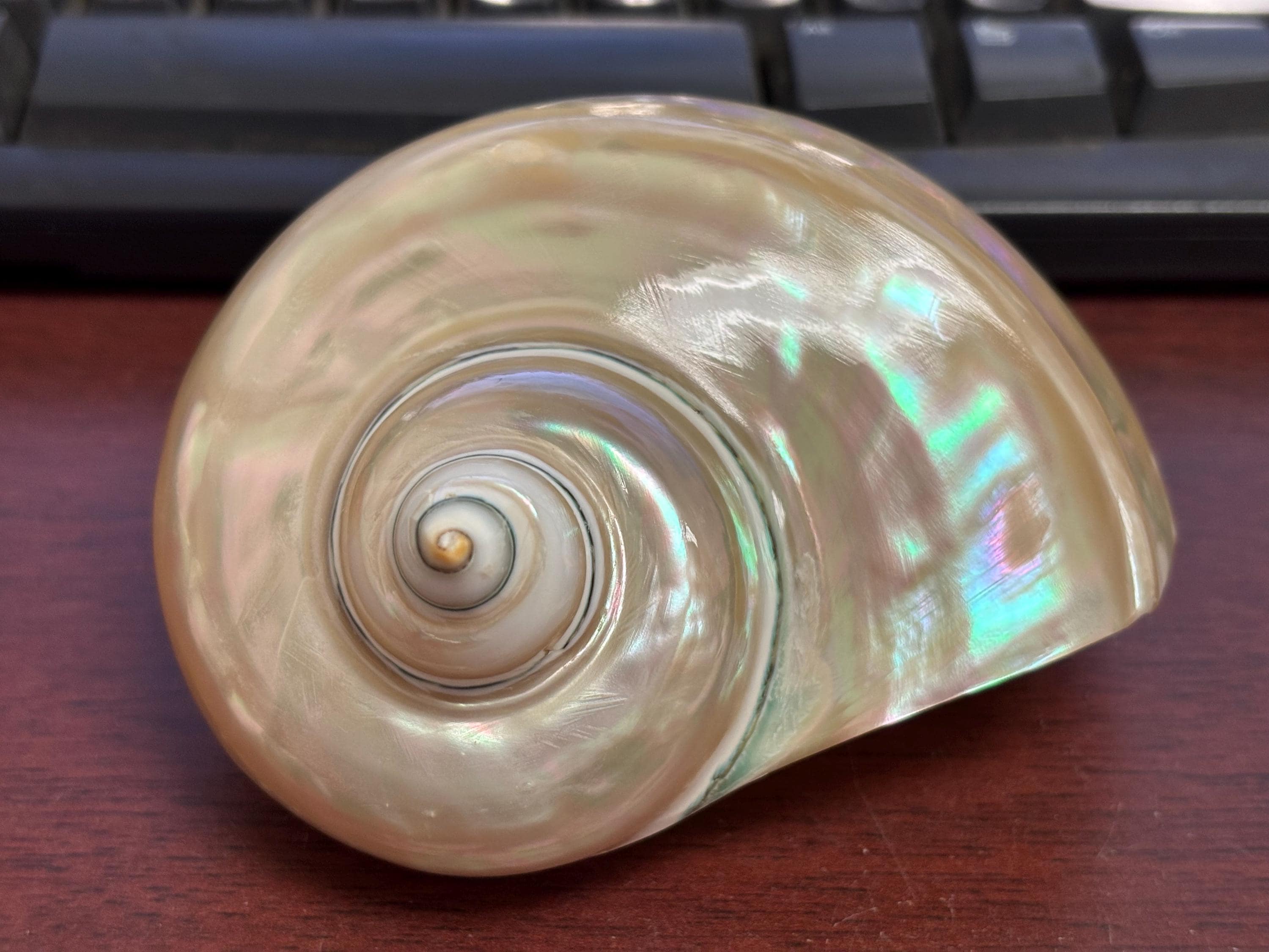 Conchiglie per paguri