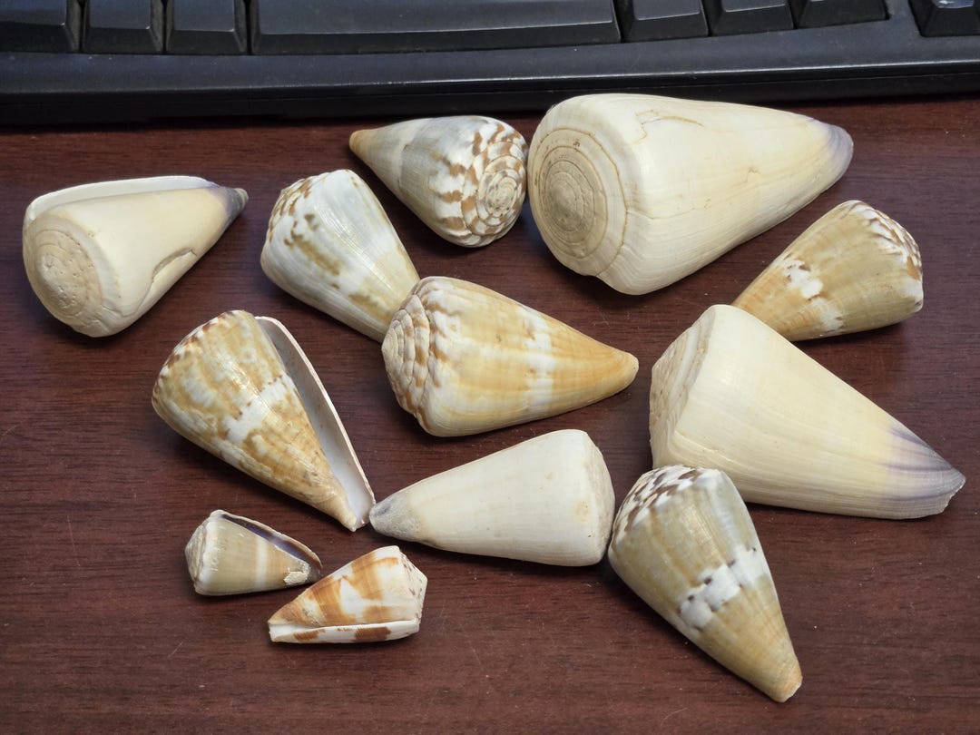 Shell Conage 12 Pcs Conus CONE SHELL Nautical Decor Display Craft Shells - Etsy