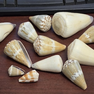 12 Pcs Conus CONE SHELL Nautical Decor Display Craft Shells