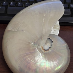 White Pearlized Chambered Nautilus SEA SHELL Nautical Beach Decor 7&quot;
