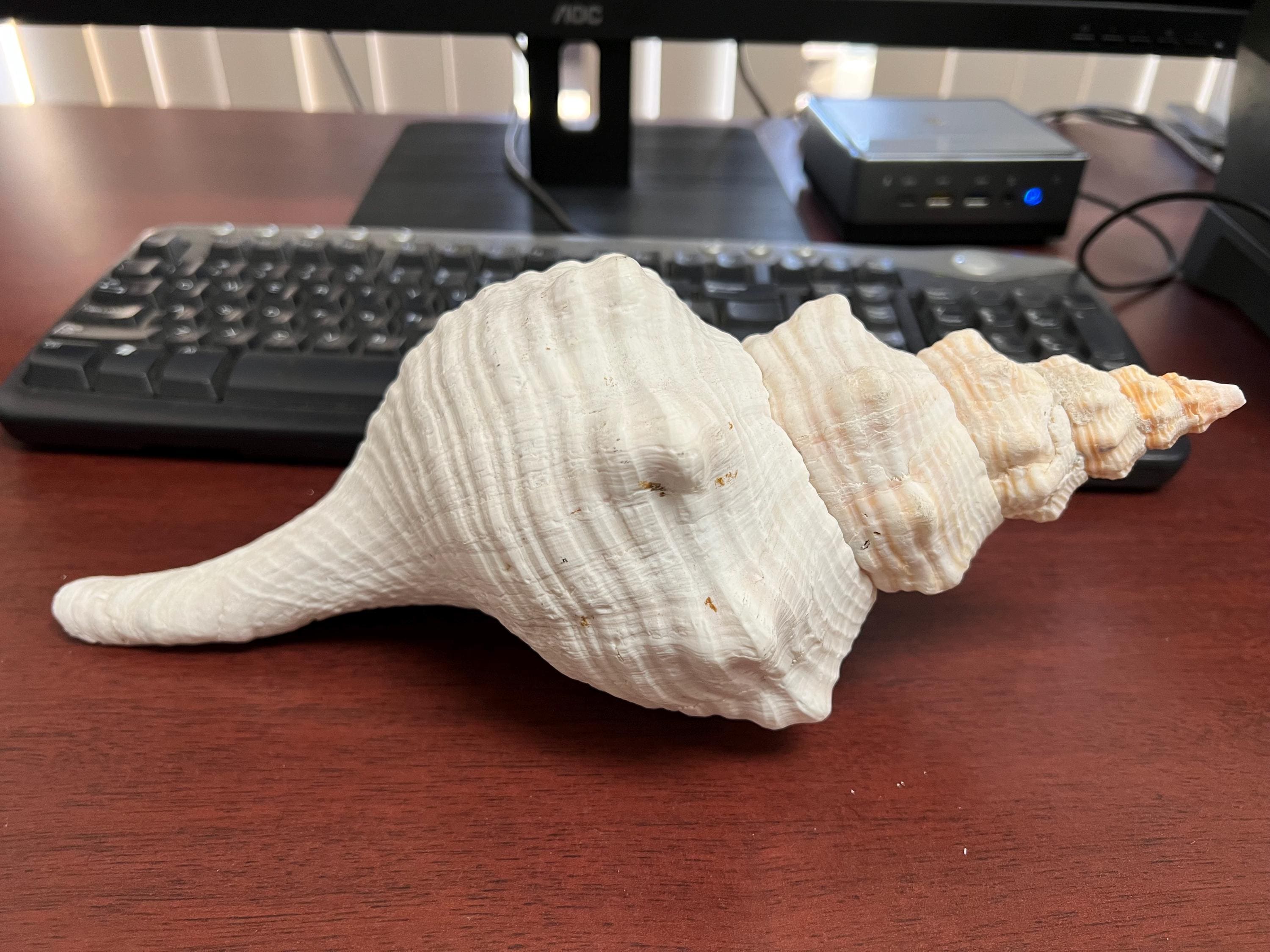 EXTRA LARGE Natural Brown Striped Horse Conch Sea Shell Nautical 12”