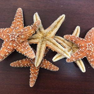 May include: Four starfish, two are light brown with white tips and two are a darker brown with white tips. The starfish are arranged in a cluster on a dark brown wooden surface.