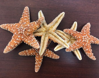 5 Pieces Large Orange Sugar Starfish Seashell Nautical Decor 4-5"