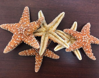 May include: Four starfish, two are light brown with white tips and two are a darker brown with white tips. The starfish are arranged in a cluster on a dark brown wooden surface.