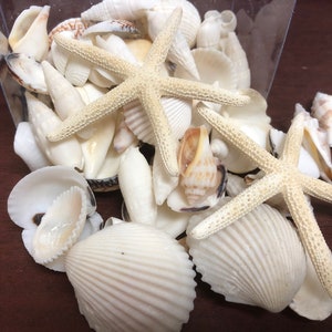 May include: A collection of white seashells and two starfish in a clear container. The shells are various shapes and sizes, including scallop shells, cone shells, and clam shells.