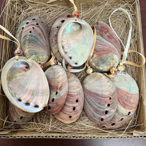 Hanging Sea Shell Cluster for Wall Decoration l Buy Décor in UK