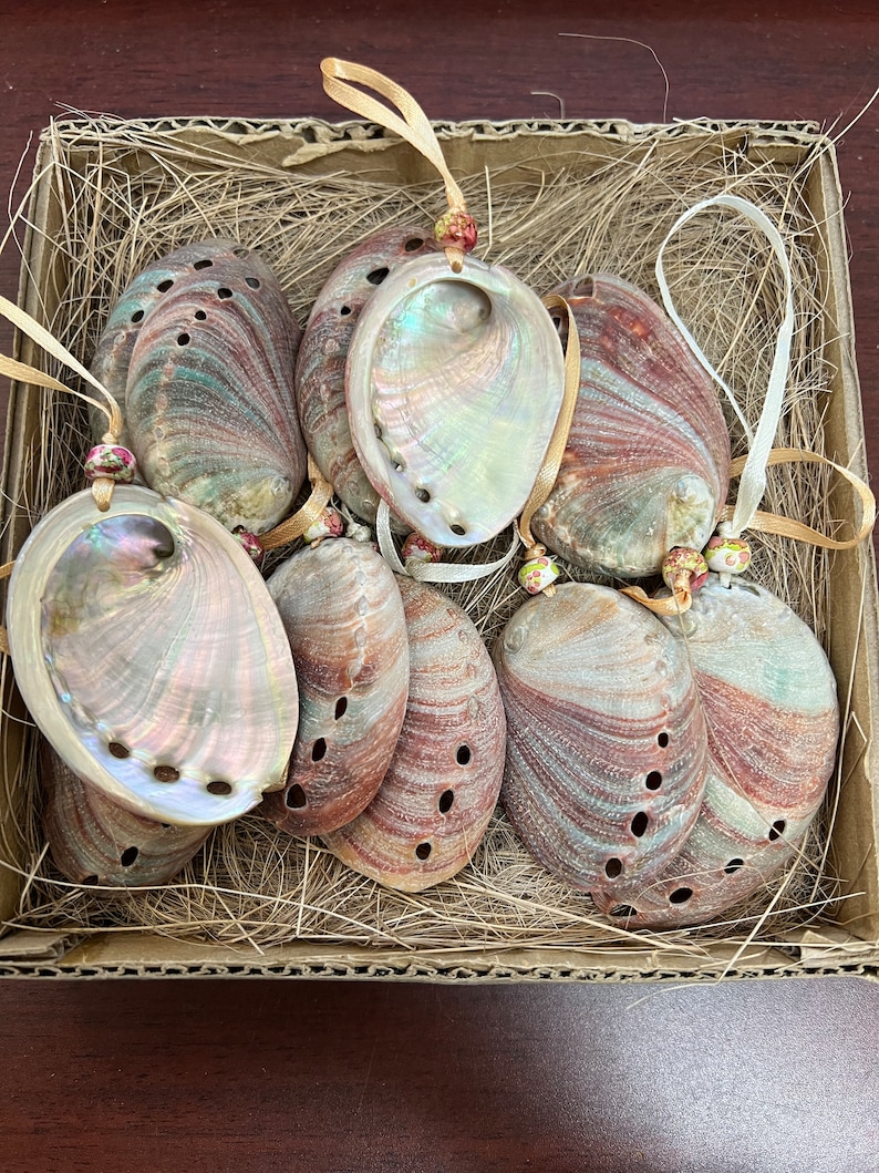 Red Abalone Shell Pattern 12 Pcs Red ABALONE SHELL ORNAMENT Nautical Decor - Etsy