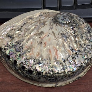 May include: A large, iridescent abalone shell with a pearly white interior and a dark, mottled exterior. The shell has a smooth, rounded shape and a slightly raised lip.