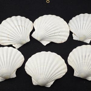 50 Pcs White Pectin Clam Dish Scallop Beach Sea Shell Pair 5&quot;