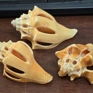 May include: Three decorative seashells with intricate designs and openwork patterns. The shells are light brown and beige in color.