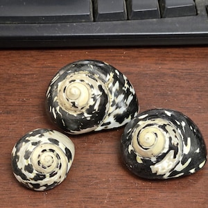 May include: Three black and white seashells with a spiral pattern. The shells are on a brown wooden surface.