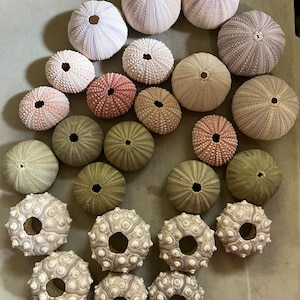 25 Pcs Pink Green Purple Sputnik Urchin Wedding Events 2&quot;