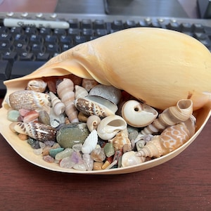 May include: A large seashell with a light brown exterior, open to reveal a collection of smaller seashells and colorful stones.