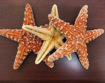 1 Piece X-LARGE Orange Sugar Starfish Seashell Nautical Decor 6-7"