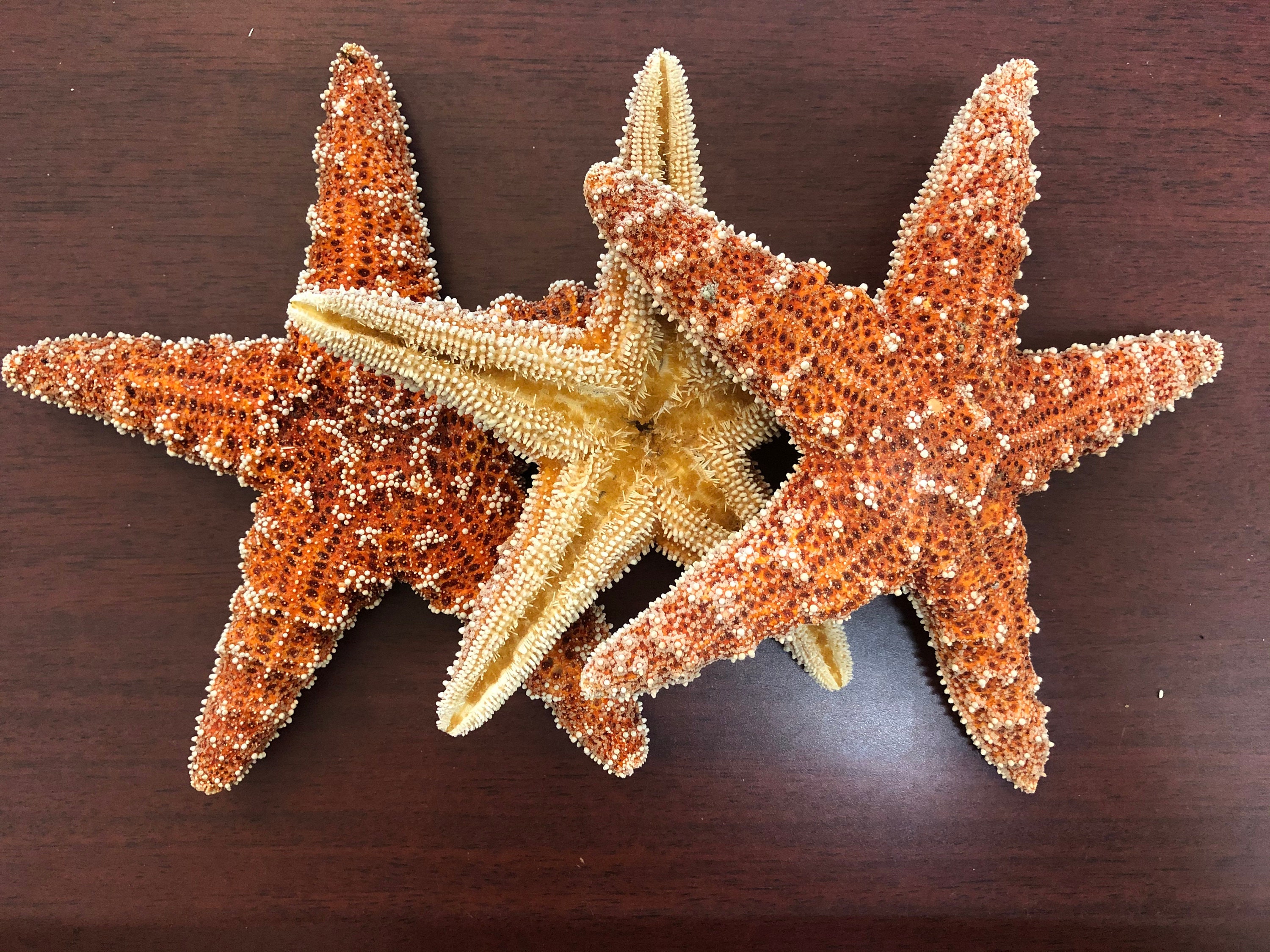 Sugar Starfish  Loving Coastal Living