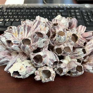 May include: A cluster of small, white and purple seashells with holes in them. The shells are arranged in a circular pattern and have a rough, textured surface.