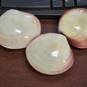 3 Pcs Pink Pectin Clam Dish Scallop Beach Sea Shell Pair 4”