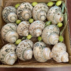 12 Pcs Green Speckled TURBO ORNAMENT Nautical Decor
