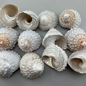 Undossa Shell 12 Pieces White Astrea Undosa Brushed Turbante Shell Natural Seashell 4 ...