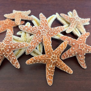 10 Pieces Orange Sugar Starfish Seashell Nautical Decor 4&quot;