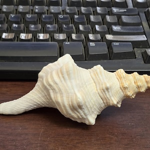 Natural Brown Striped Horse Conch Sea Shell Nautical 6.5"