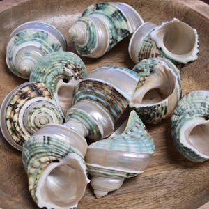 12 Pieces Green Jade White Banded Turbo Hermit Crab Shell 2"