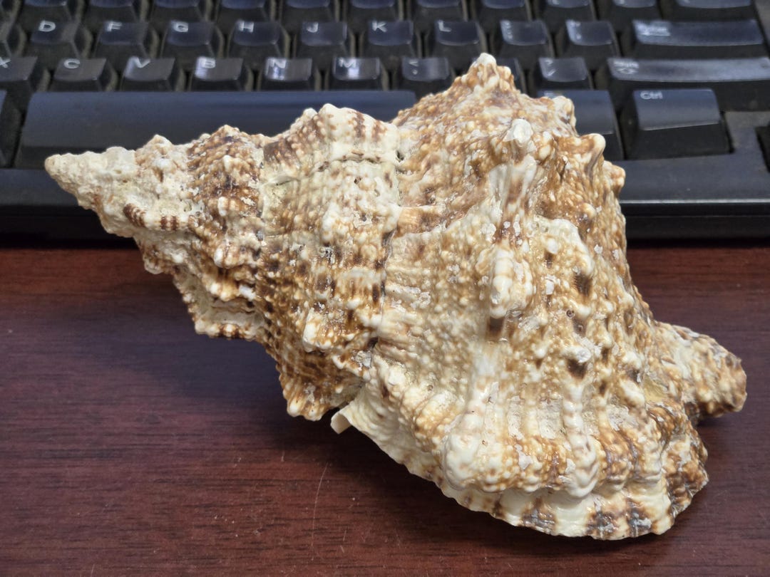 Giant Frog Shell Natural Sea Shell Conch Shell 6" - Etsy