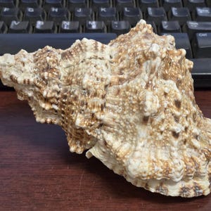 Giant Frog Shell Natural Sea Shell Conch Shell 6"
