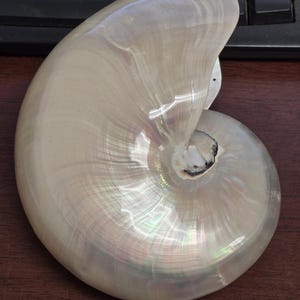 White Pearlized Chambered Nautilus SEA SHELL Nautical Beach Decor 7&quot;