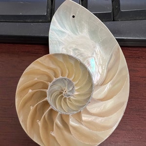 White Polished Pearlized Nautilus Center Sliced Decorative Nautical 4”