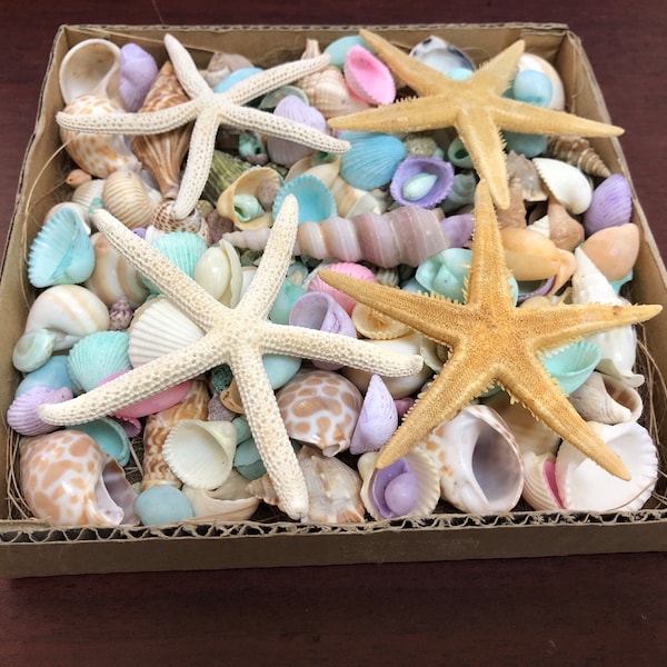 200+ pcs colorful SHELL sugar white STARFISH craft BOX