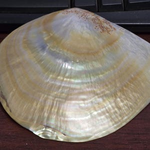 May include: A single, smooth, iridescent seashell with a pearlescent finish. The shell features concentric growth rings in shades of cream, pale yellow, and soft white, with a small cluster of reddish-brown speckles near the top hinge area.
