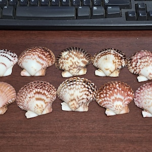10 Pcs Bittersweet Clam Dish Scallop Beach Sea Shell Pair 2&quot;