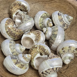 May include: A collection of small, spiraled sea shells featuring a pearlescent white base with mottled brown and olive green patterns. Each shell has a distinct coiled shape with a smooth, rounded aperture, showcasing natural textures and colors.