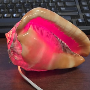 May include: A large conch shell lamp featuring a natural tan and beige exterior with a vibrant, glowing pink interior light. The shell is illuminated from within and includes a white electrical cord extending from the base for power connectivity.