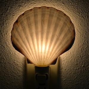 Scallop Sea SHELL Nautical Beach Decor NIGHTLIGHT S7-348 image 1