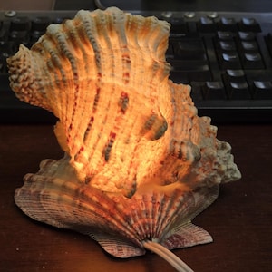 May include: A decorative seashell lamp with a warm, inviting glow. The lamp is made from a large, textured seashell, with a light source inside that illuminates the intricate patterns and colors of the shell. The lamp sits on a dark surface.
