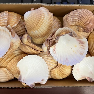 12 Pieces Yellow Scallop Clam Shell Natural Seashell 3&quot;