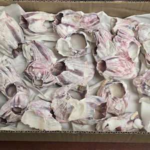 14 Pieces Purple Barnacle Coral Cluster Sea Shell Reef tank Aquarium Decor