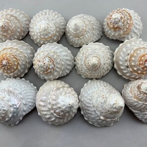 Undossa Shell 12 Pieces White Astrea Undosa Brushed Turbante Shell Natural Seashell 4 ...