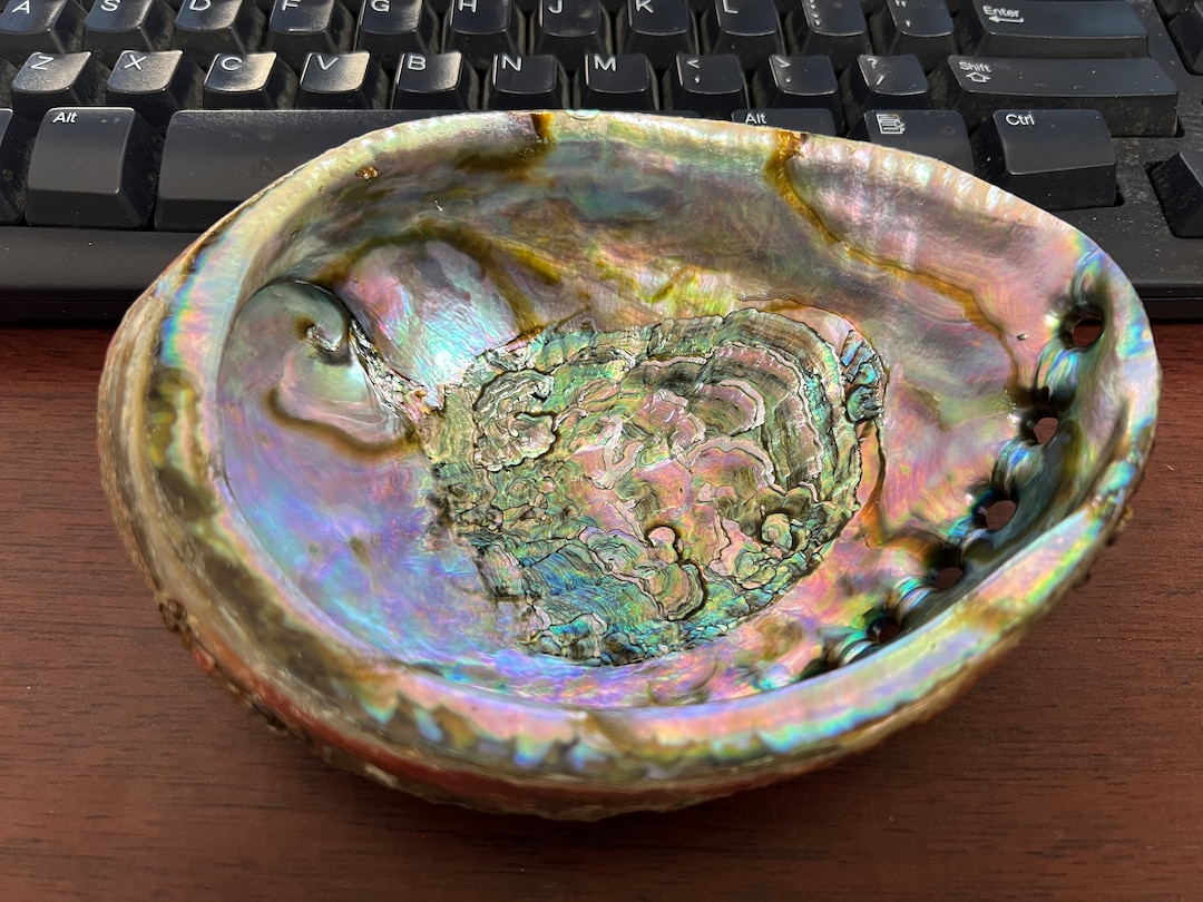 Very Large BLUE GREEN ABALONE Shell Smudging Spiritual Cleansing 6