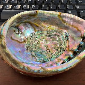 Very Large BLUE GREEN ABALONE Shell Smudging Spiritual Cleansing 6"