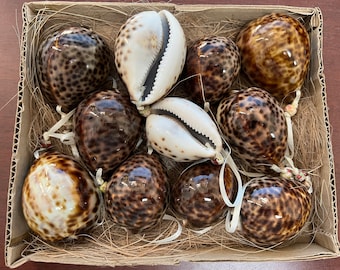 12 Pcs Brown Speckled COWRIE SHELL ORNAMENT Nautical Decor