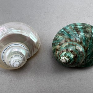 2 Pcs Green Pearlized White Polished Turbo 2 1/2"
