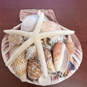 May include: A white starfish with brown and white seashells in a large seashell. The seashells are arranged in a decorative pattern.
