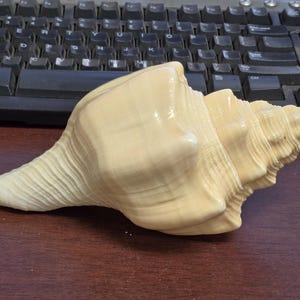 May include: A cream-colored conch shell with a smooth, glossy surface and a spiraled, pointed apex. The shell features a wide, elongated body that tapers toward one end, displaying subtle horizontal ridges and a natural, off-white coloration.