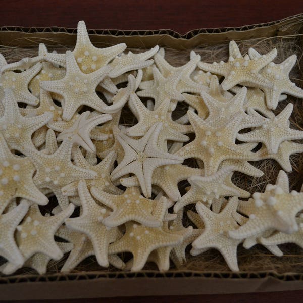 25 Pcs White Bleached Knobby Starfish Decorations Beach Ocean 1-2"