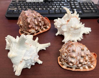4 Pieces White Murex Orange Cameo Helmet Shell Nautical Decor 4-6"