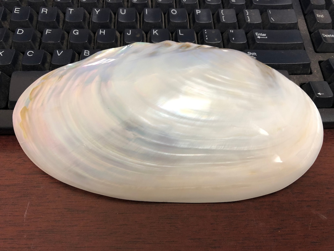 WHITE Polished Fresh Water Clam SEA SHELL Plate Craft Decor 9